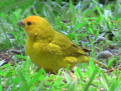 Sicalis flaveola