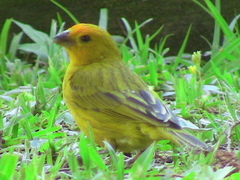 Sicalis flaveola