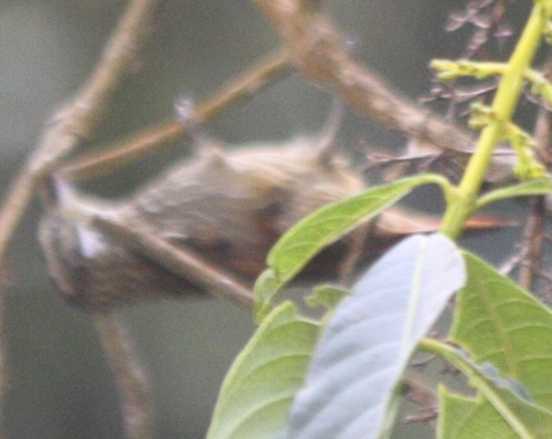 Xenops rutilans