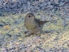 Sicalis flaveola