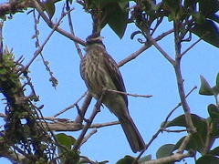 Empidonomus varius