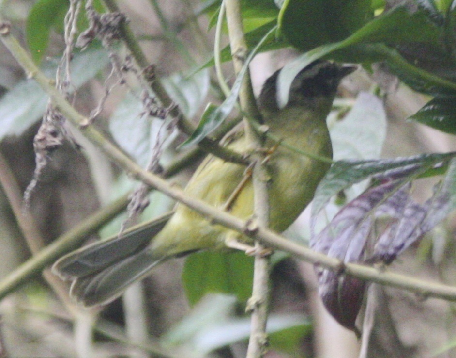 Three-striped Warbler (Three-striped)