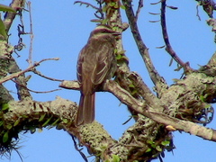Empidonomus varius