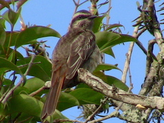 Empidonomus varius