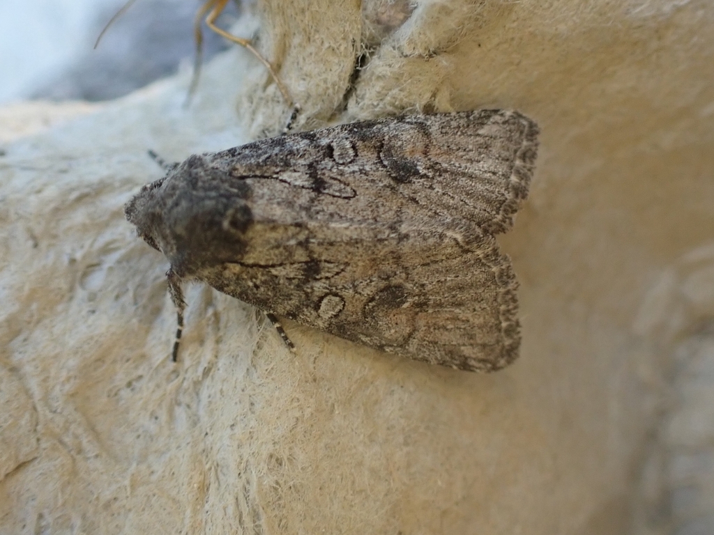 Evisa schawerdae