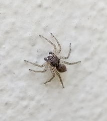 Saitis variegatus