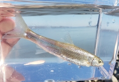 Hybognathus nuchalis