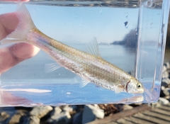 Hybognathus nuchalis