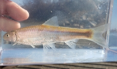 Hybognathus nuchalis