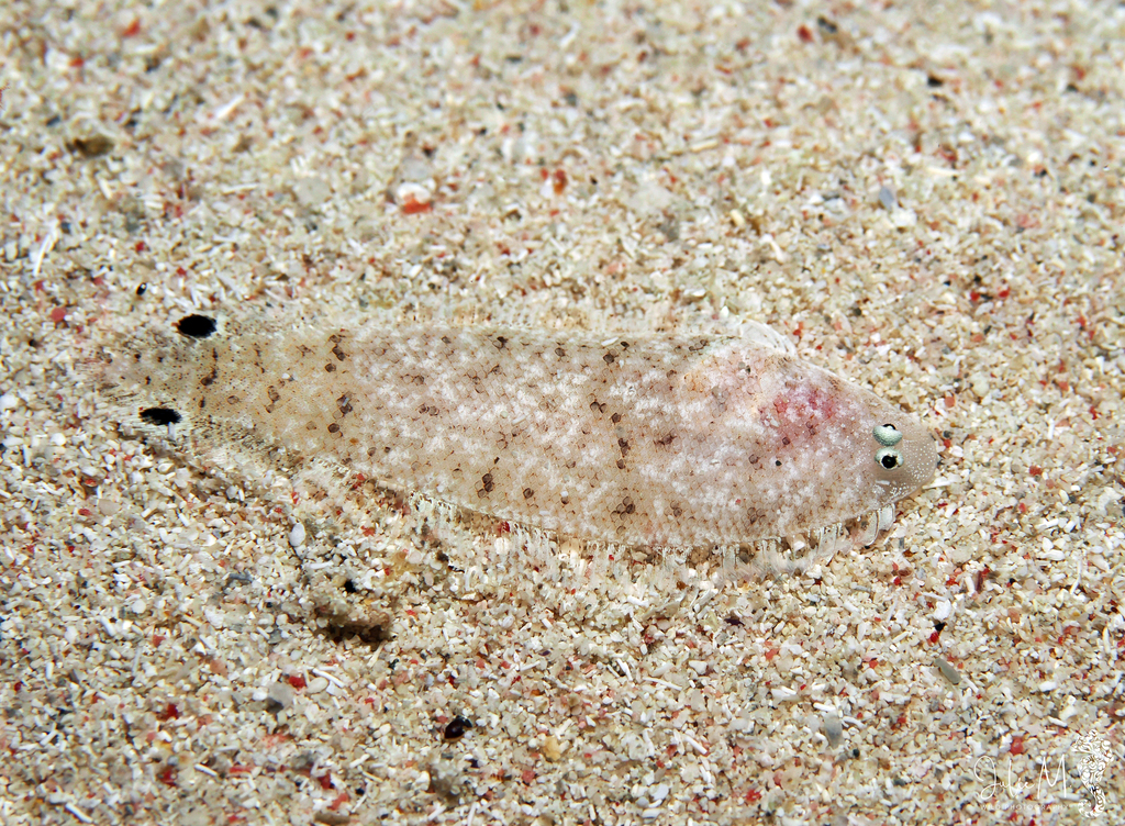 Ocellated tonguefish (Symphurus ommaspilus) — Cynoglossidae
