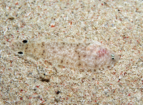 Ocellated tonguefish (Symphurus ommaspilus) — Cynoglossidae