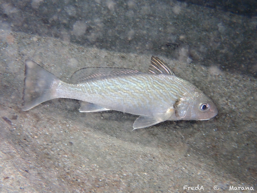 Common Drum