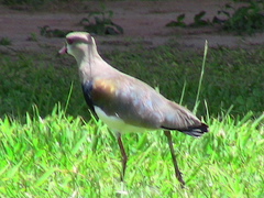 Vanellus chilensis