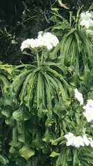 Plumeria pudica