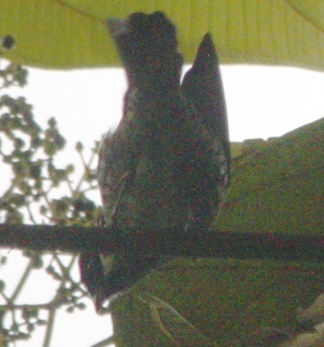 Tangara nigroviridis
