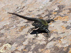 Podarcis muralis nigriventris