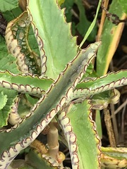 Kalanchoe daigremontiana