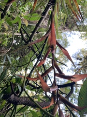 Tillandsia standleyi