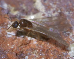 Brachymyrmex depilis