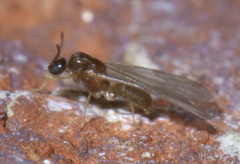 Brachymyrmex depilis