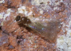 Brachymyrmex depilis