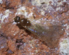 Brachymyrmex depilis
