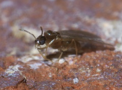 Brachymyrmex depilis