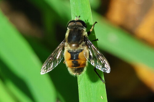Unknown species found near Hamar Lake, Lincoln County, OR, USA