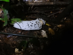 Staheliomyces cinctus