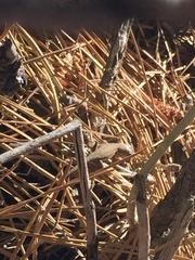 Sceloporus graciosus gracilis