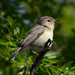 Eastern Warbling Vireo - Photo (c) Steven Mlodinow, some rights reserved (CC BY-NC), uploaded by Steven Mlodinow