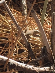 Sceloporus graciosus gracilis