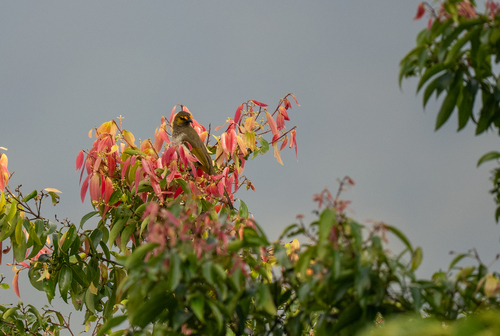Orange-spotted Bulbul (Pycnonotus bimaculatus), photo 3
