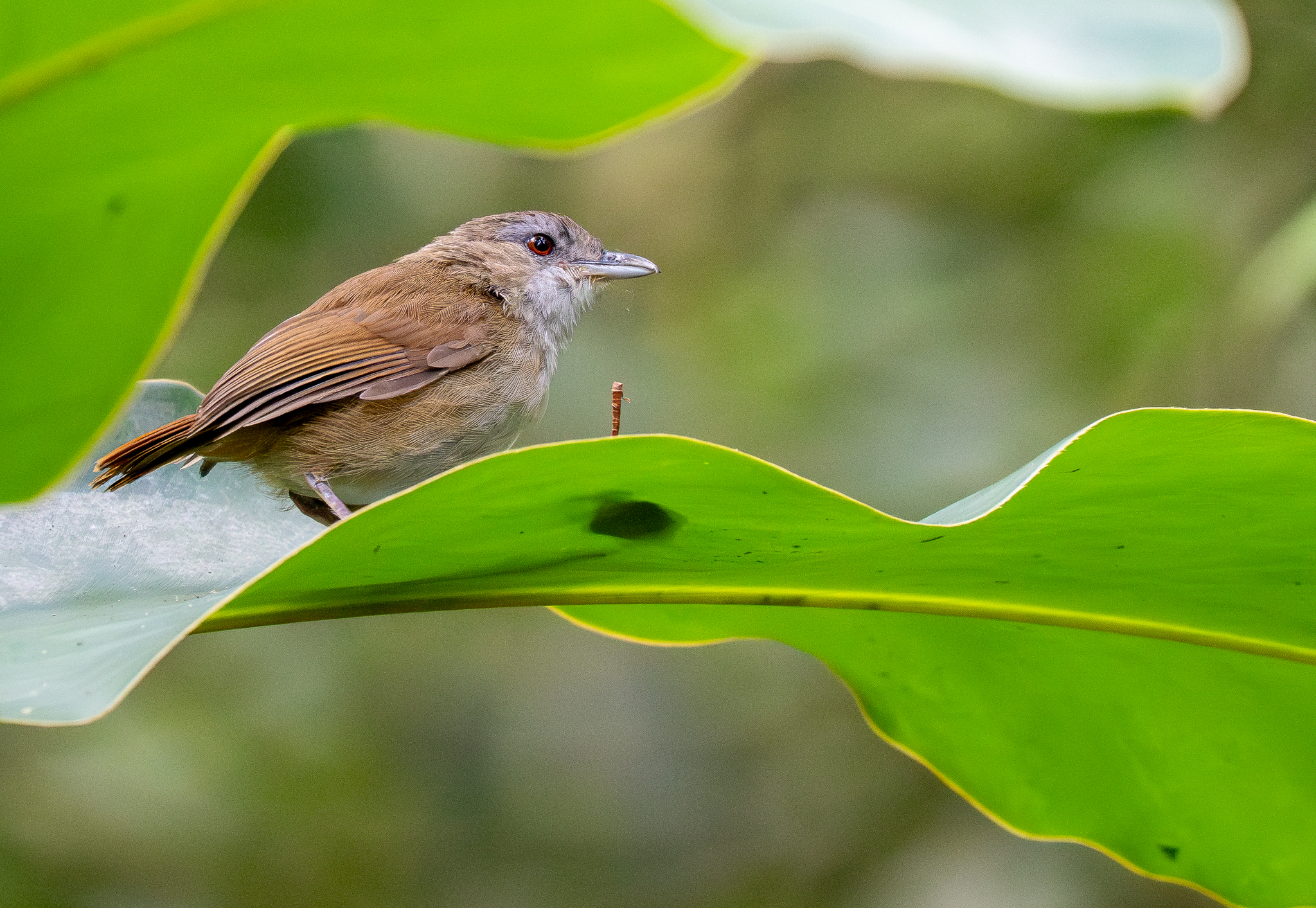 Horsfield's Babbler (Malacocincla sepiaria), photo 4