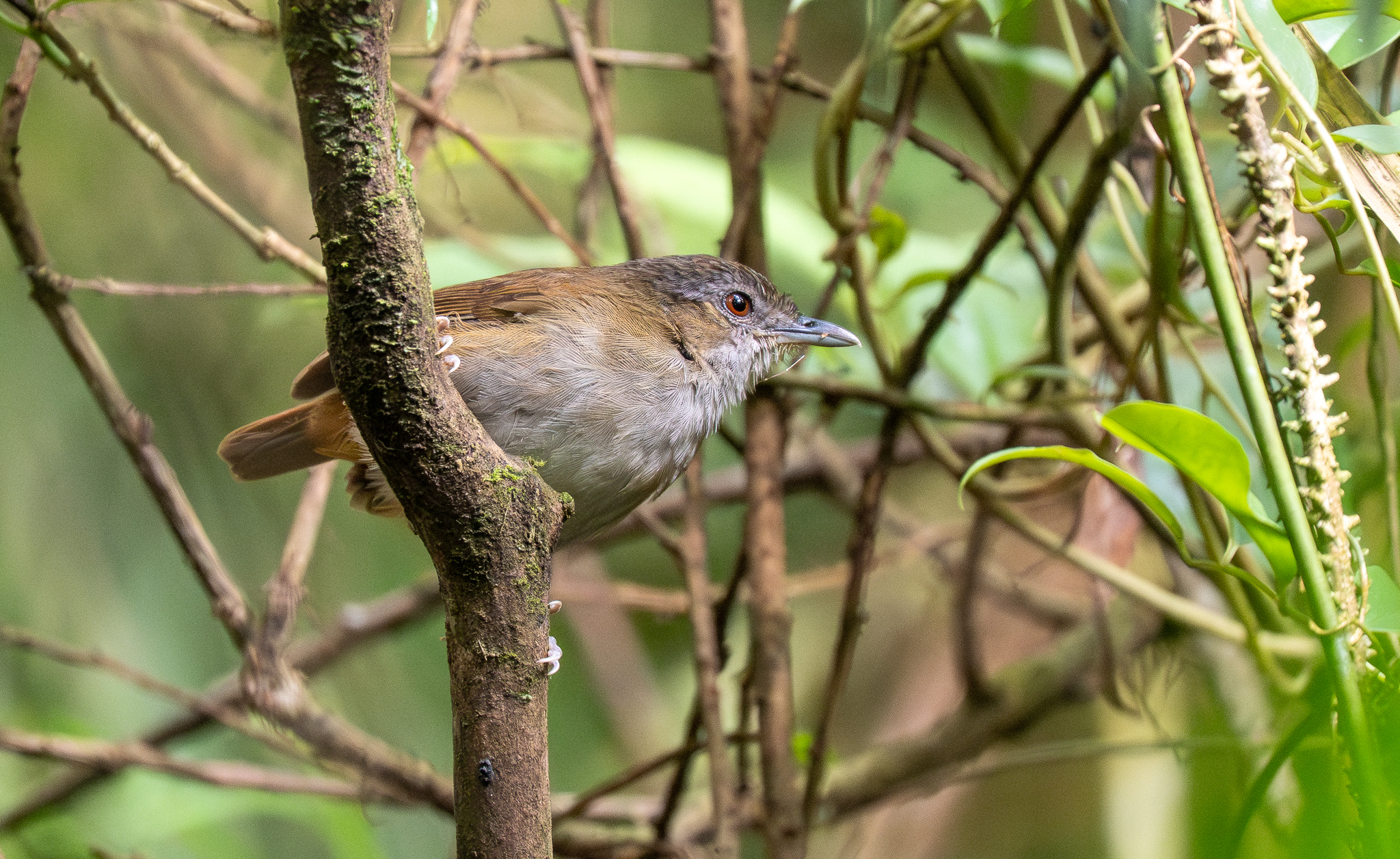 Horsfield's Babbler (Malacocincla sepiaria), photo 5