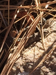 Sceloporus graciosus gracilis