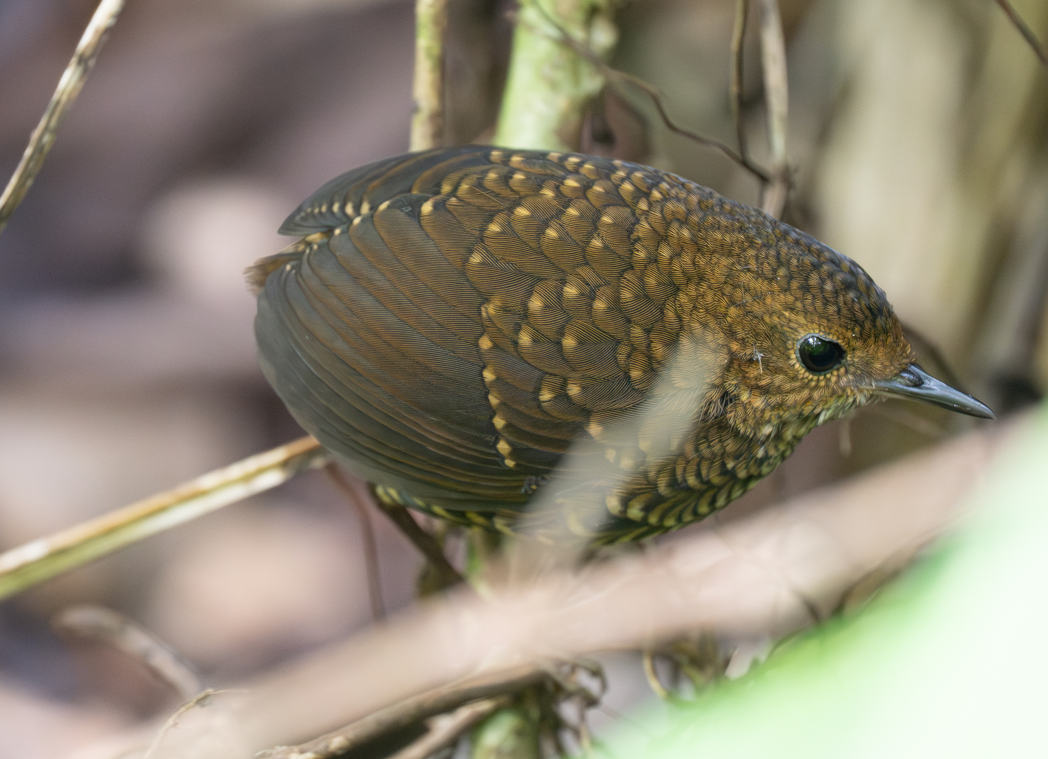 Pygmy Cupwing (Pnoepyga pusilla), photo 7