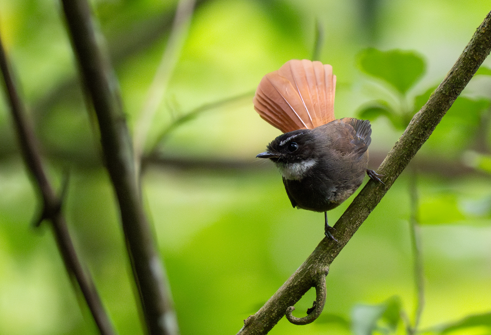 Rufous-tailed Fantail (Rhipidura phoenicura), photo 2