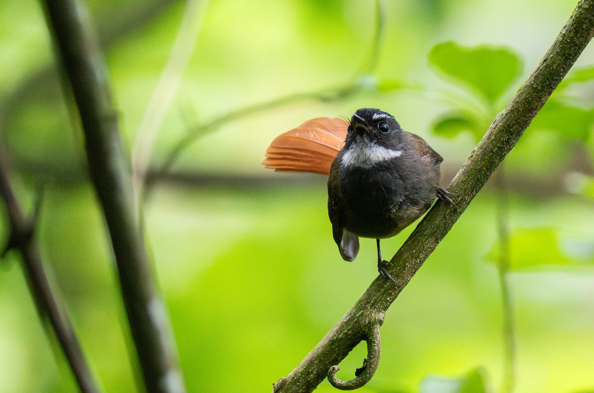Rufous-tailed Fantail (Rhipidura phoenicura), photo 3