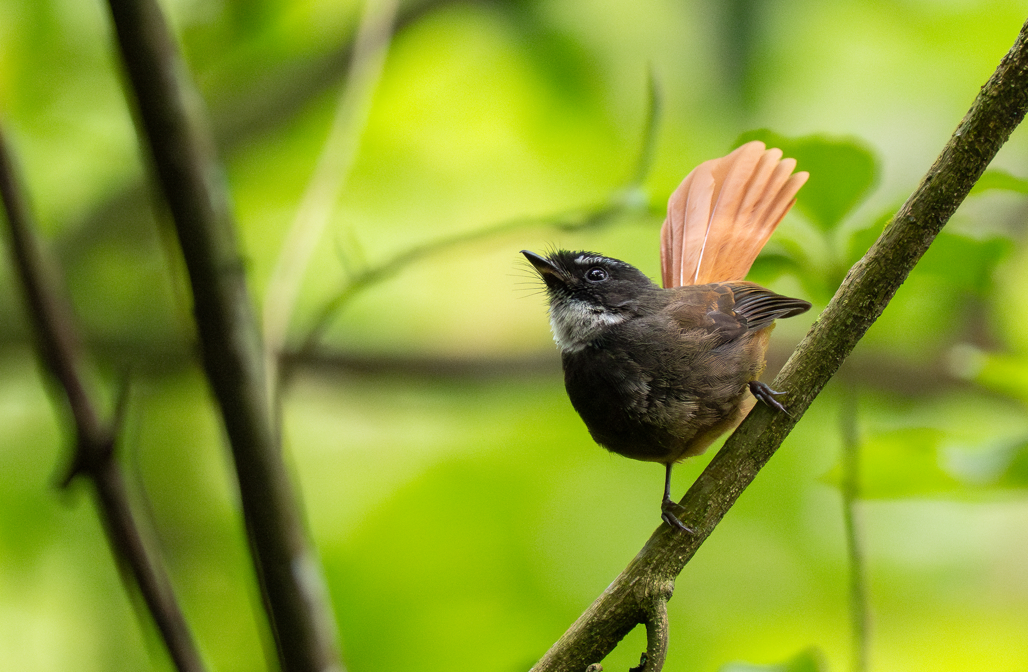 Rufous-tailed Fantail (Rhipidura phoenicura), photo 4