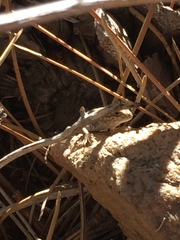 Sceloporus graciosus gracilis