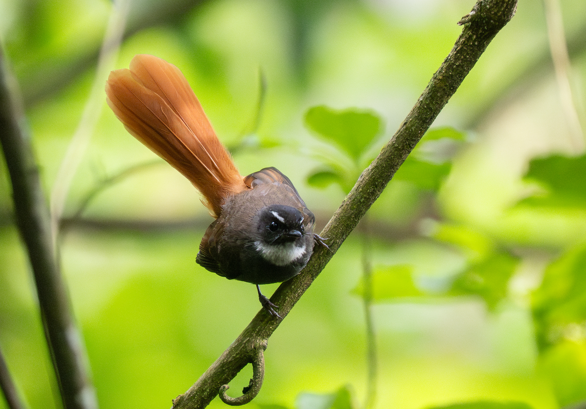 Rufous-tailed Fantail (Rhipidura phoenicura), photo 5