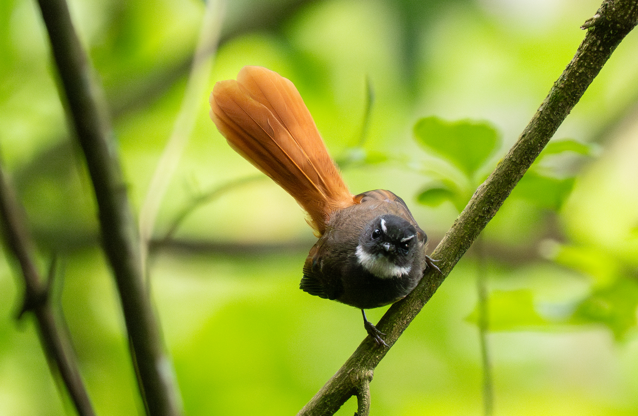 Rufous-tailed Fantail (Rhipidura phoenicura), photo 6