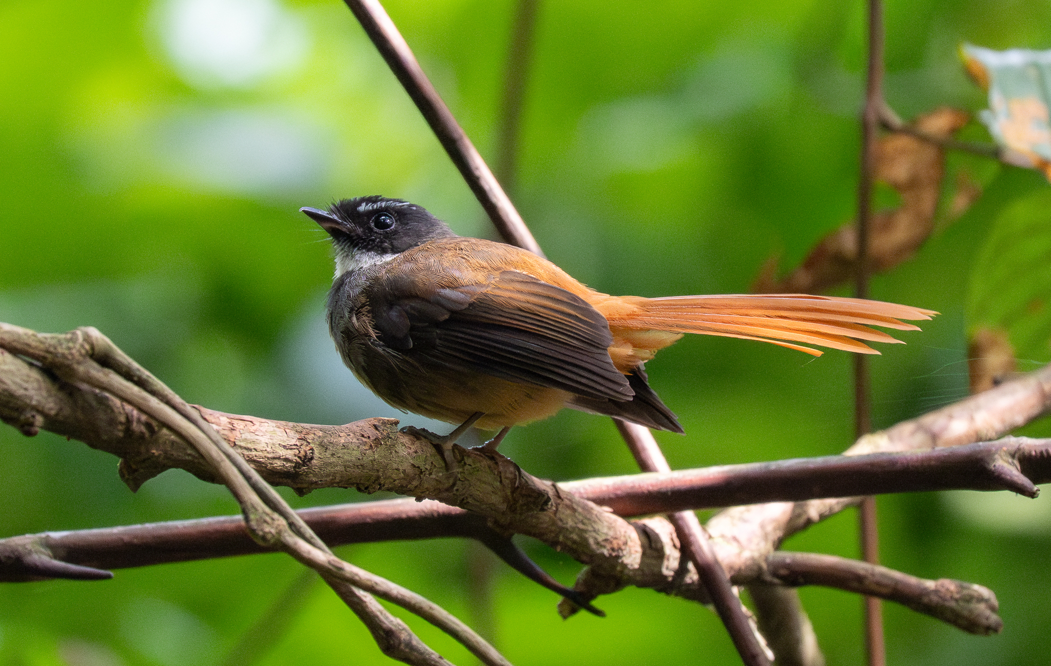 Rufous-tailed Fantail (Rhipidura phoenicura), photo 7