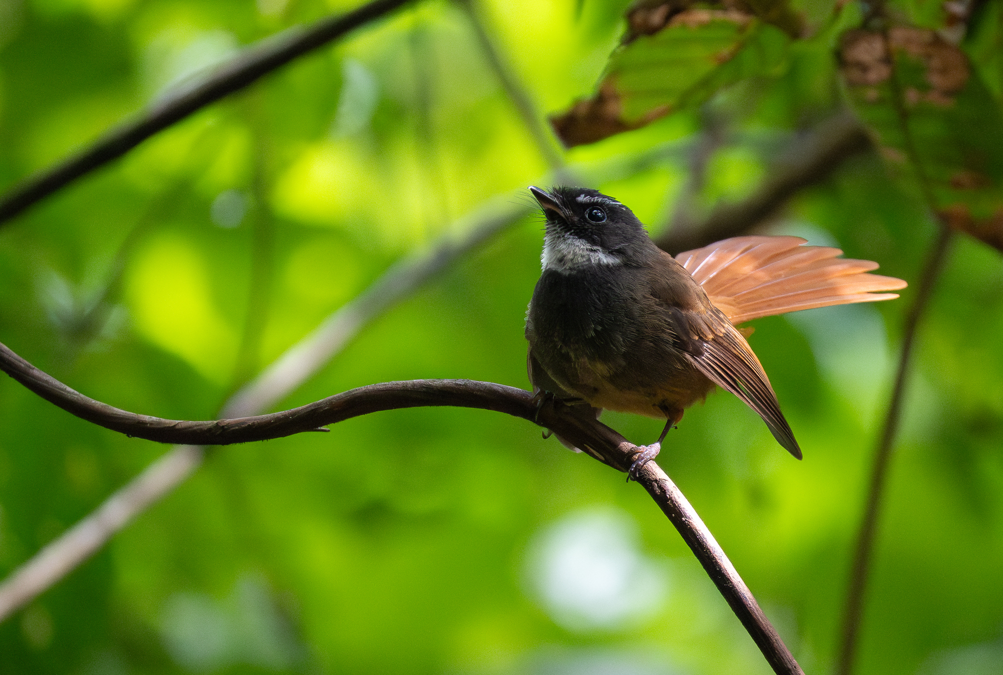 Rufous-tailed Fantail (Rhipidura phoenicura), photo 8