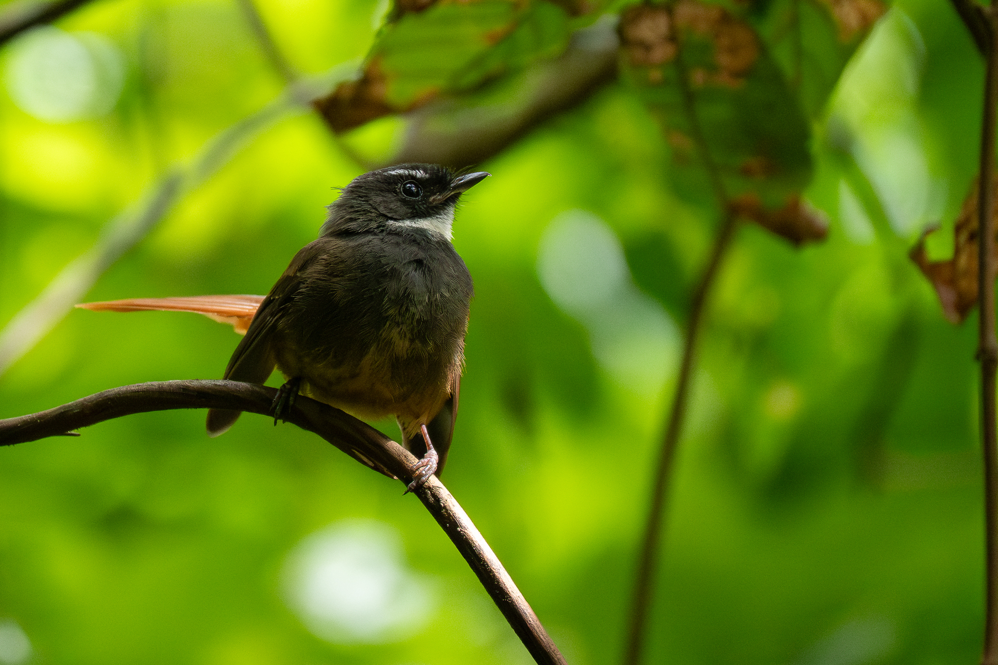 Rufous-tailed Fantail (Rhipidura phoenicura), photo 9