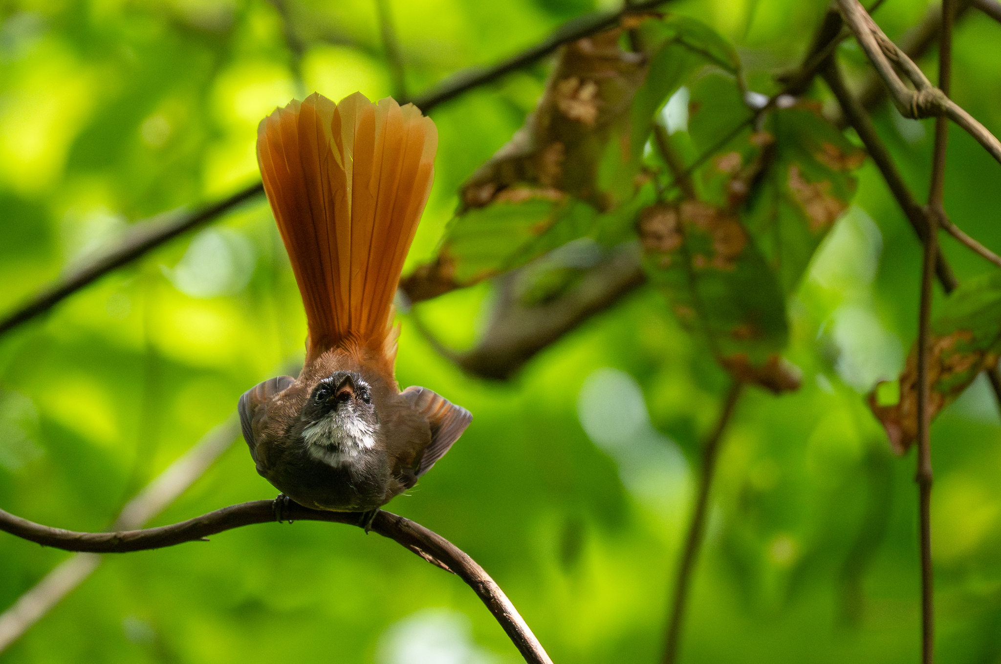 Rufous-tailed Fantail (Rhipidura phoenicura), photo 10
