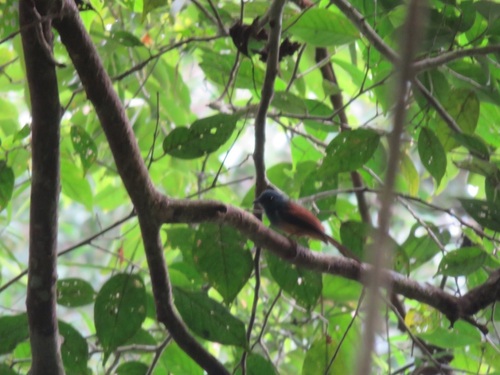 Blue-headed Fantail (Rhipidura cyaniceps), photo 7