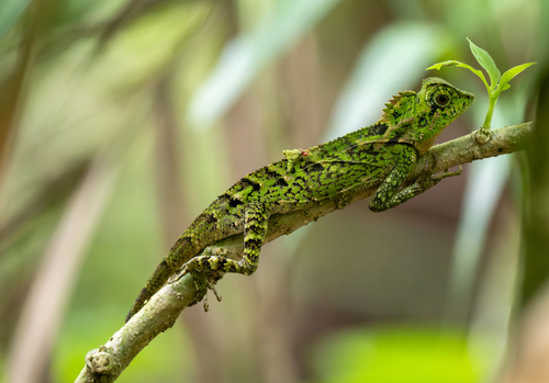 Forest Tree Dragon, Gonocephalus kuhlii