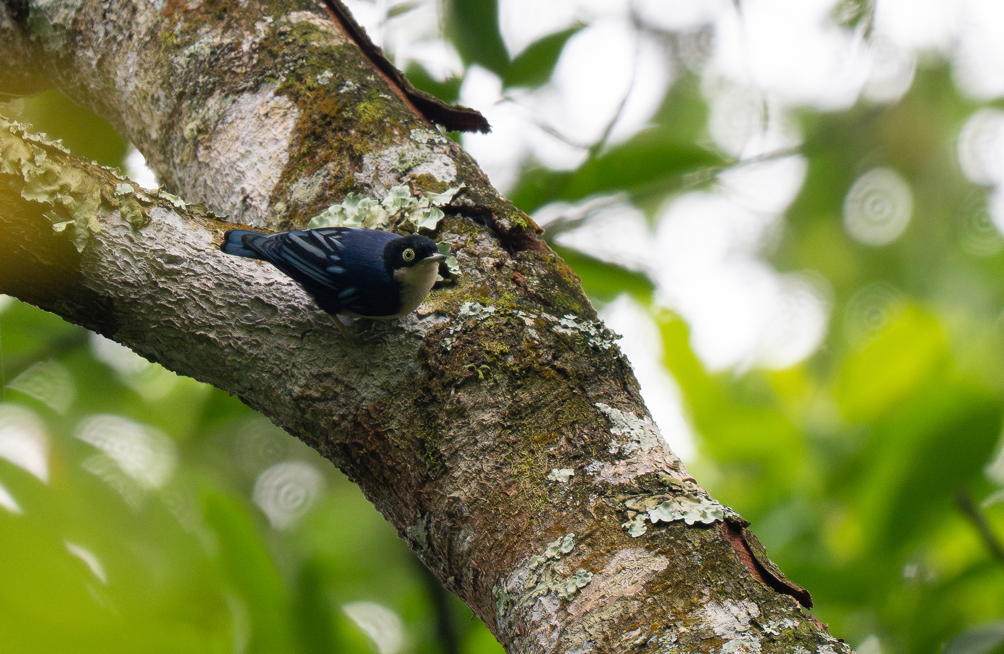 Blue Nuthatch (Sitta azurea), photo 8